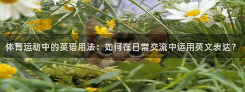 注册MK体育官方正版app:体育运动中的英语用法:如何在日常